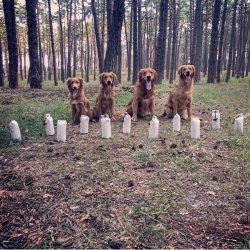 Firedog Dummy linie/dirigeringsdummy hvid u/hndtag 500 g